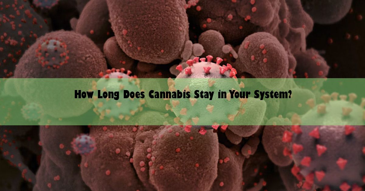 blog-wide-how-long-does-cannabis.jpg