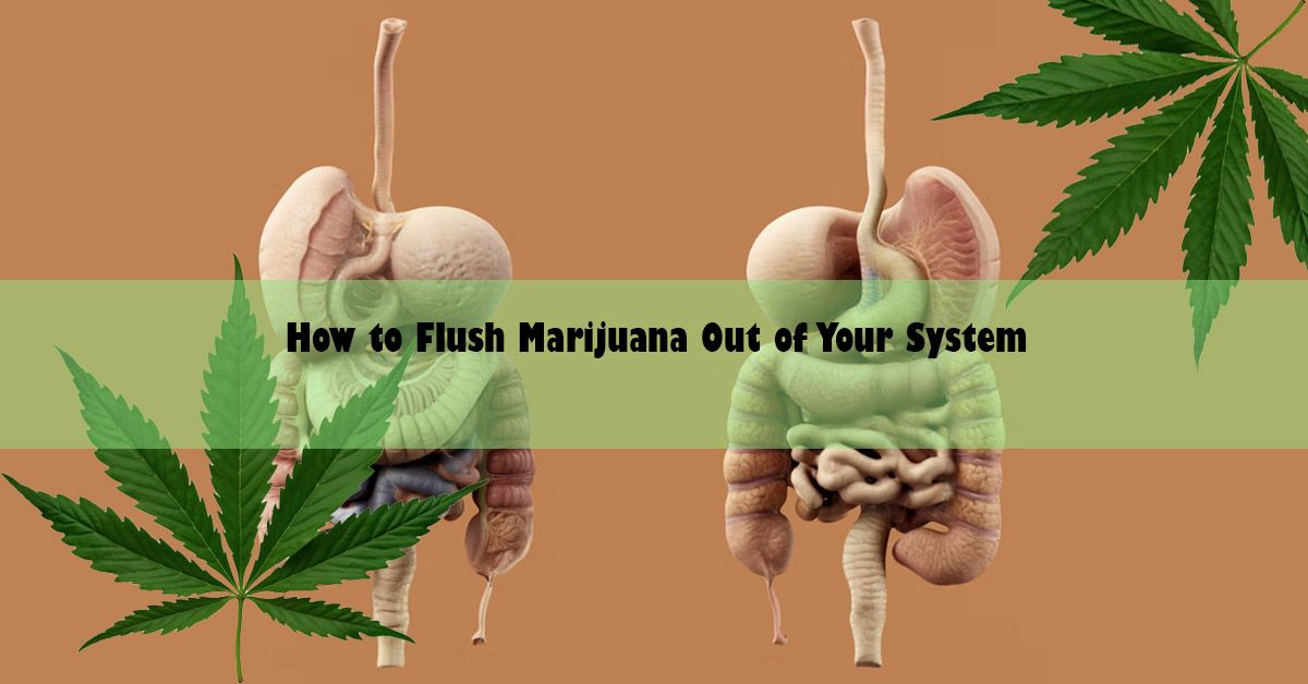 blog-wide-how-to-flush-marijuana-from-system.jpg