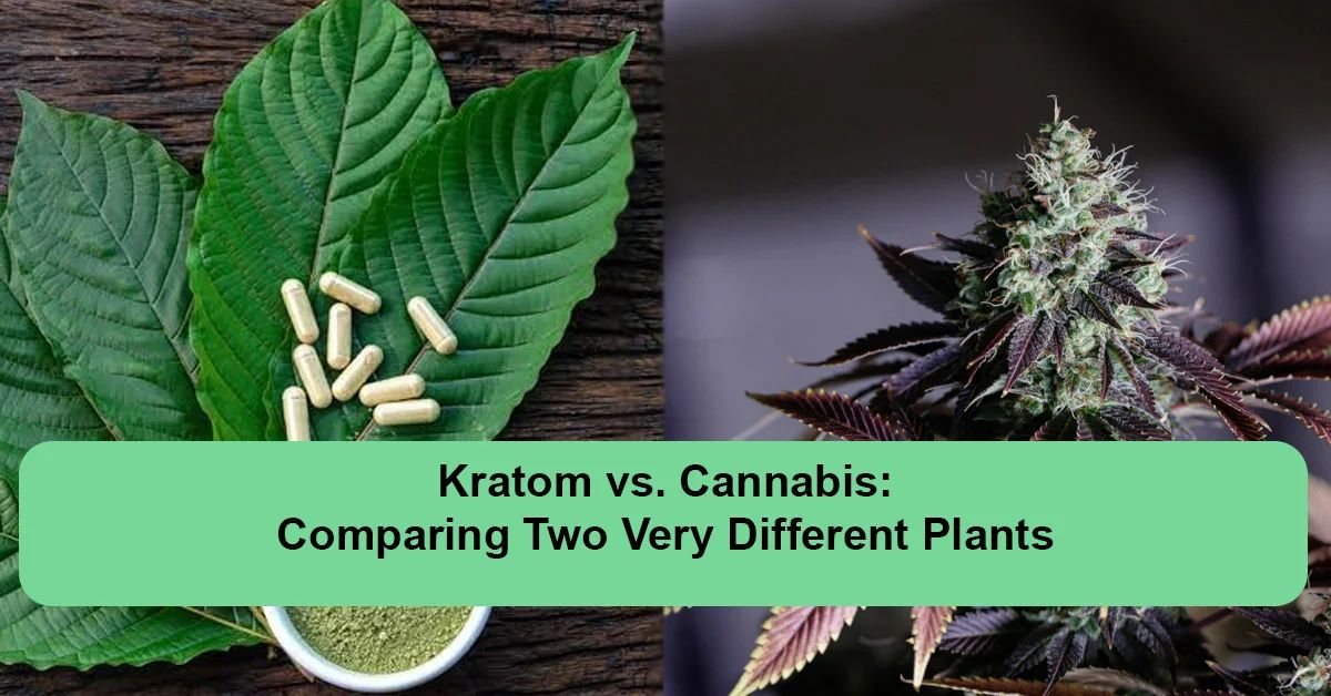 kratom-vs-cannabis-comparing-different-plants.webp